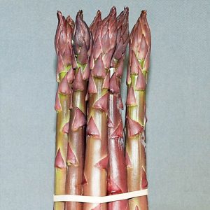 racine_asperge_burgundine