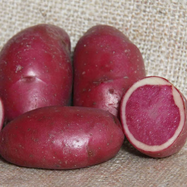 semence pomme de terre rouge de bourgogne highland burgundy red