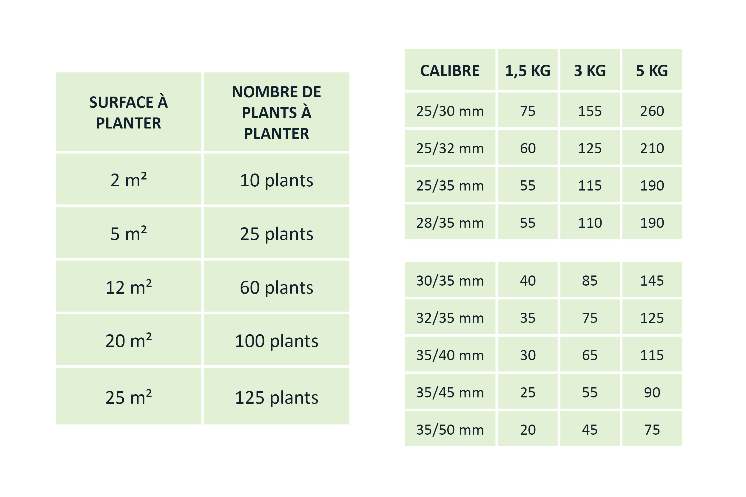 Conseils plantation pomme de terre