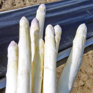 racine_asperge_obelisk