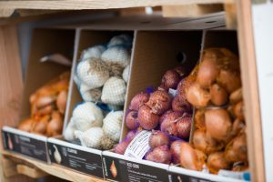 bulbes_potagers