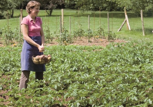 Plantation pomme de terre