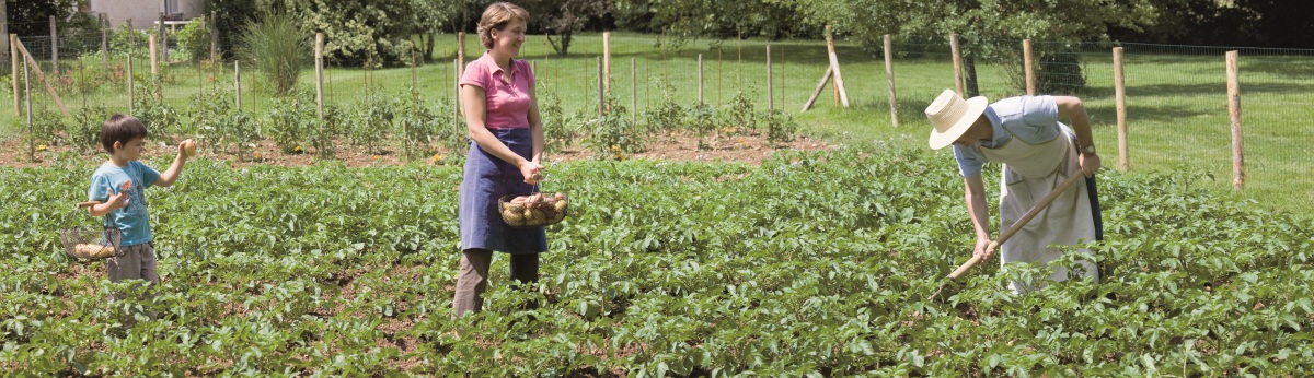 Plantation pomme de terre