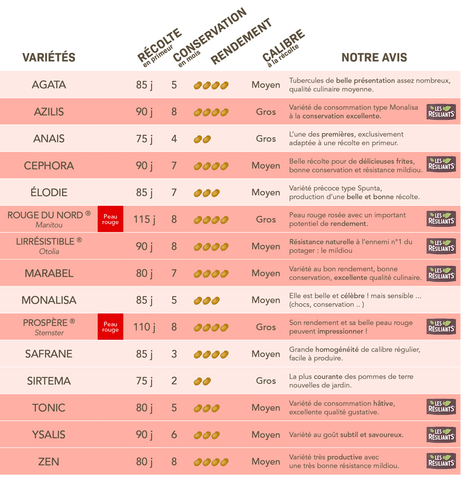carré de jardin variété de pomme de terre semence polyvalente en cuisine