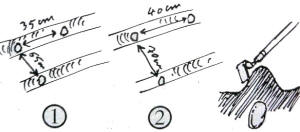 dessin plantation pomme de terre