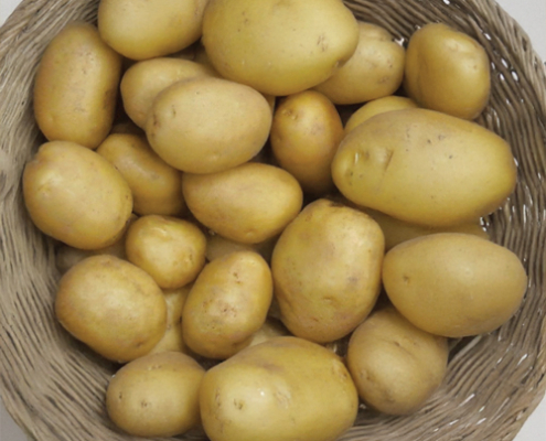 Plant de pomme de terre Actrice