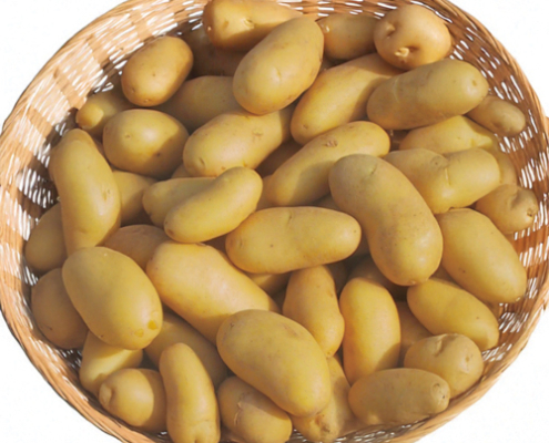 ETS PERRIOL JEUDY semence de pomme de terre Altesse