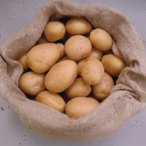 Plant de pomme de terre Anais