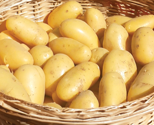 Plant de pomme de terre Aubaine