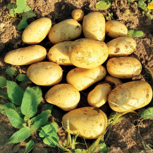 Plant de pomme de terre Azilis