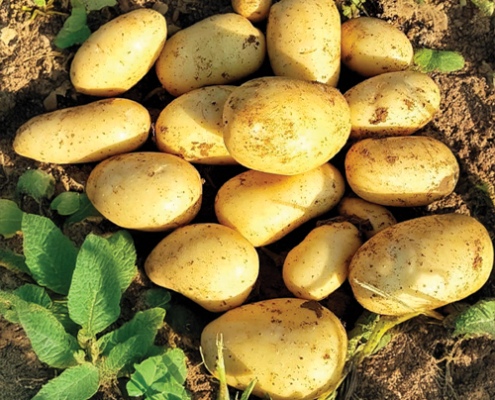 Plant de pomme de terre Azilis