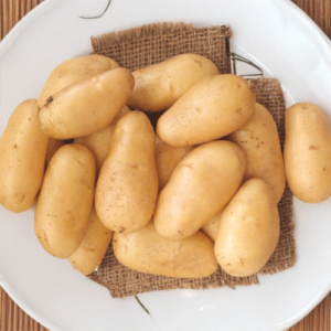 Plant de pomme de terre BF 15