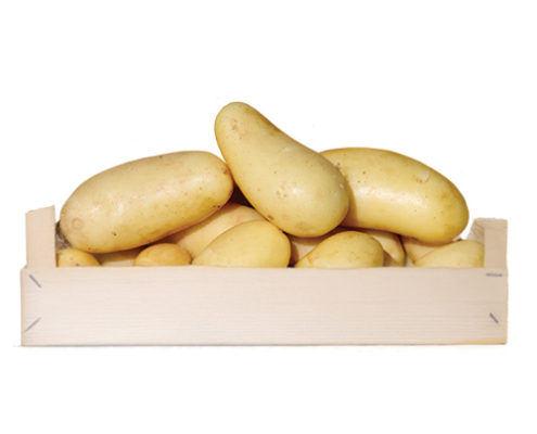 Plant de pomme de terre Celtiane