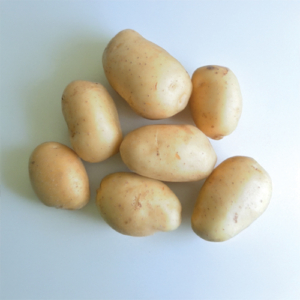 Plant de pomme de terre Cephora