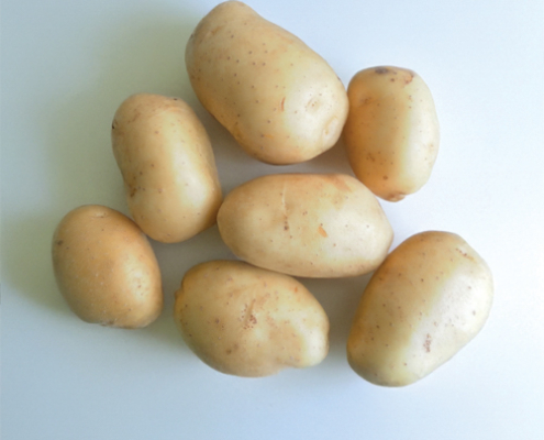 Plant de pomme de terre Cephora