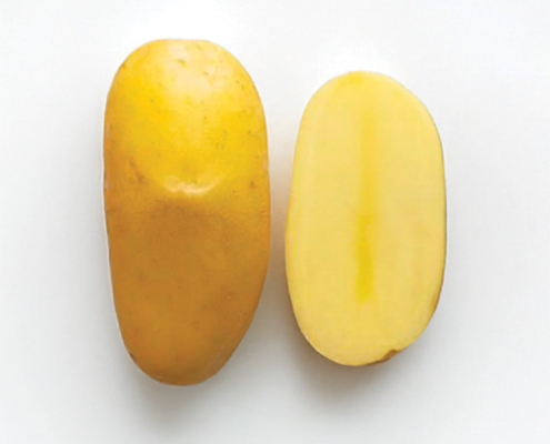 Plant de pomme de terre Chanelle