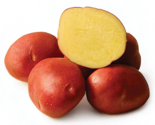 Plant de pomme de terre Dalida