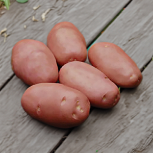 Plant de pomme de terre Desiree