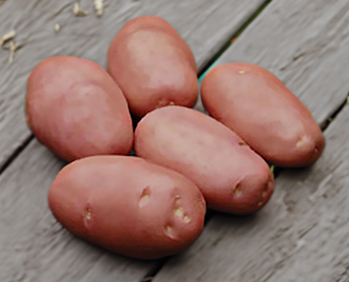 Plant de pomme de terre Desiree