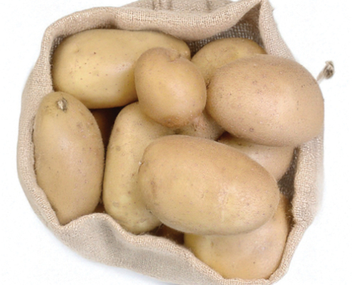 Plant de pomme de terre Elodie