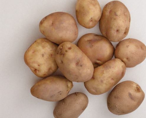 Plant de pomme de terre Institut de Beauvais