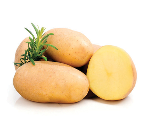 Plant de pomme de terre Jelly