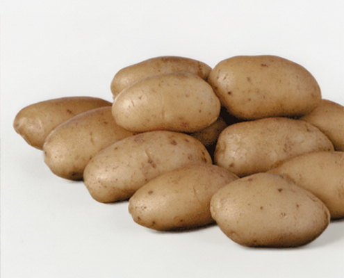 Plant de pomme de terre Jose