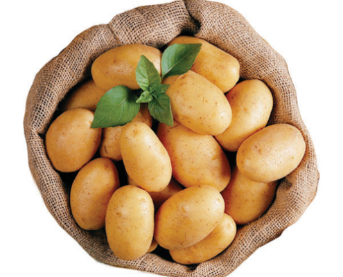 Plant de pomme de terre Lady Christl