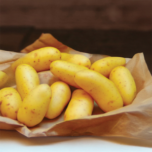 Plant de pomme de terre laurette
