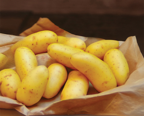 Plant de pomme de terre laurette