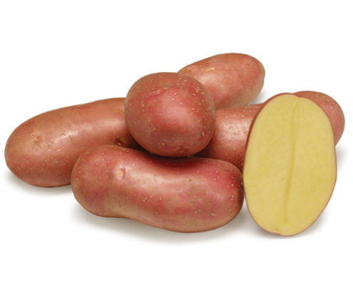 Plant de pomme de terre Manitou