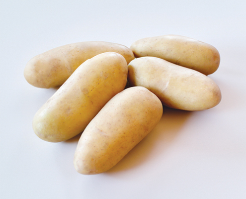 Plant de pomme de terre Normandeline