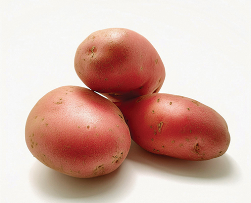 Plant de pomme de terre Prospere (variété Stemster)