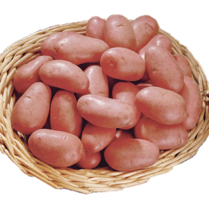 Plant de pomme de terre Rosabelle