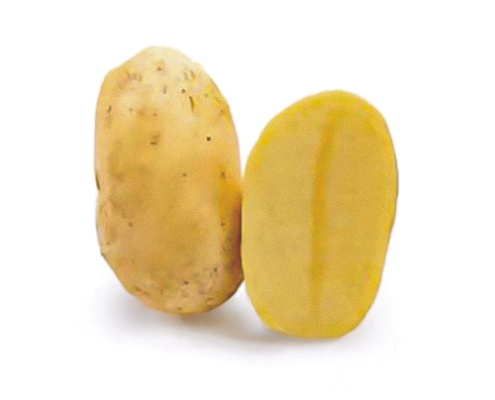 Plant de pomme de terre Sasha