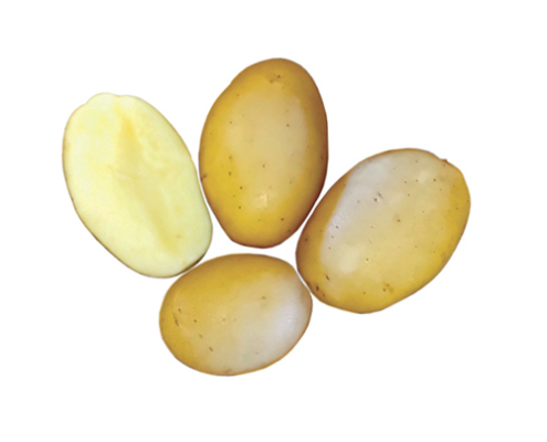 Plant de pomme de terre Ysalis