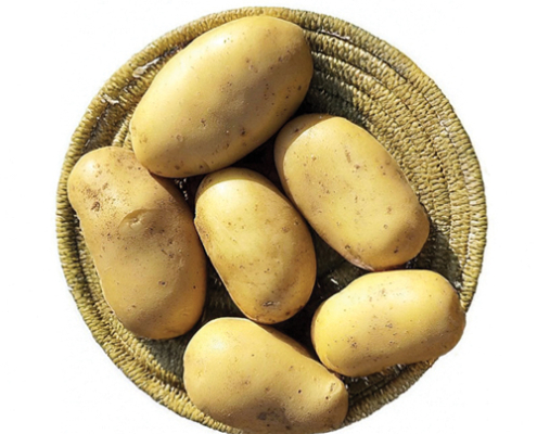 Plant de pomme de terre Zen