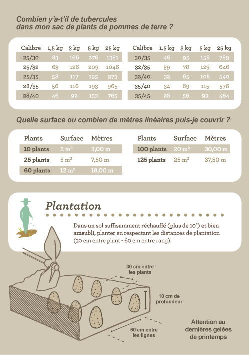 plants pomme de terre - conseils de plantation