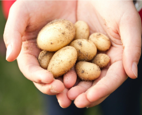 Pomme de terre nouvelle récolte ets perriol jeudy
