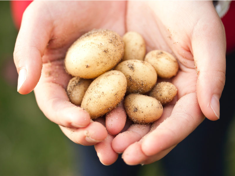 Pomme de terre nouvelle récolte ets perriol jeudy