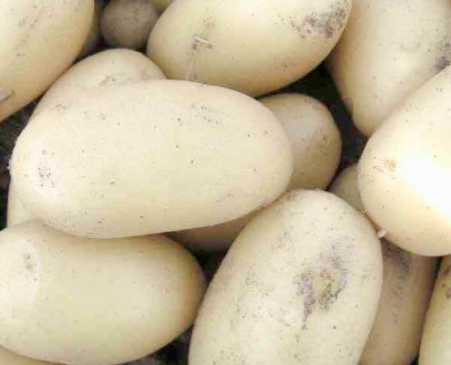 pomme_de_terre_coquine