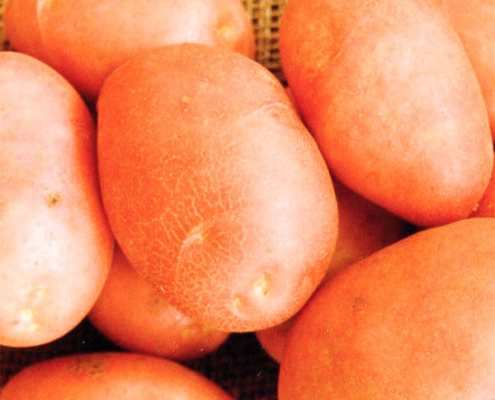 ets perriol jeudy semence de pomme de terre sarpo mira