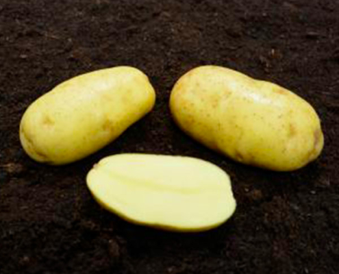 ets perriol jeudy semence de pomme de terre anissa