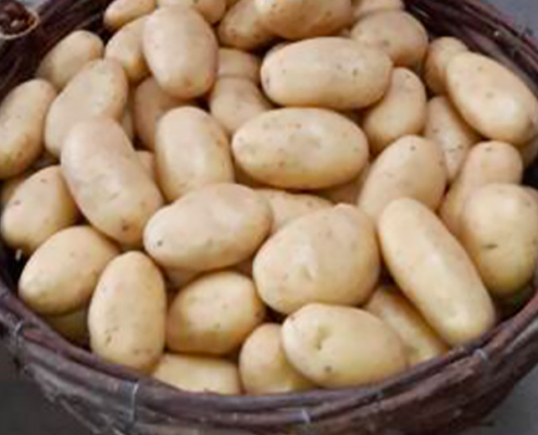 ets perriol jeudy semence de pomme de terre louna