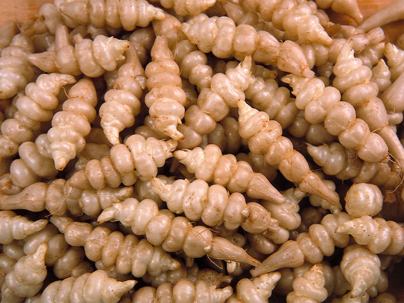 racines crosnes du japon ets perriol jeudy