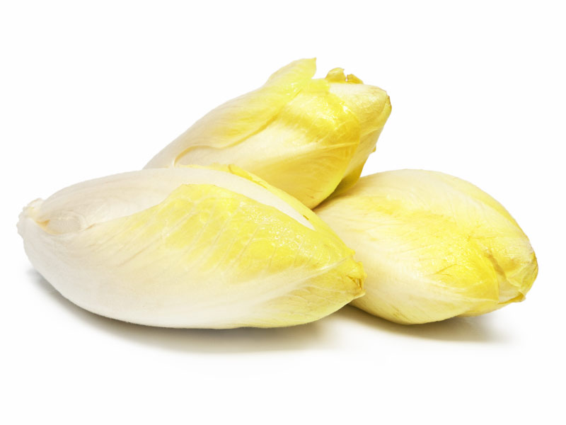 Racine endive ets perriol jeudy